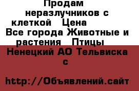 Продам 2 неразлучников с клеткой › Цена ­ 2 500 - Все города Животные и растения » Птицы   . Ненецкий АО,Тельвиска с.